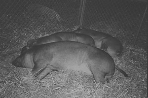 flat swine