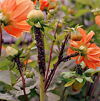 ants and aphids